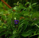 Thunbergia crispa