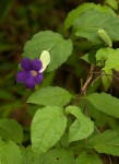 Thunbergia crispa
