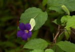 Thunbergia crispa
