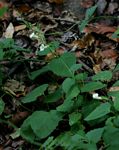 Thunbergia dregeana
