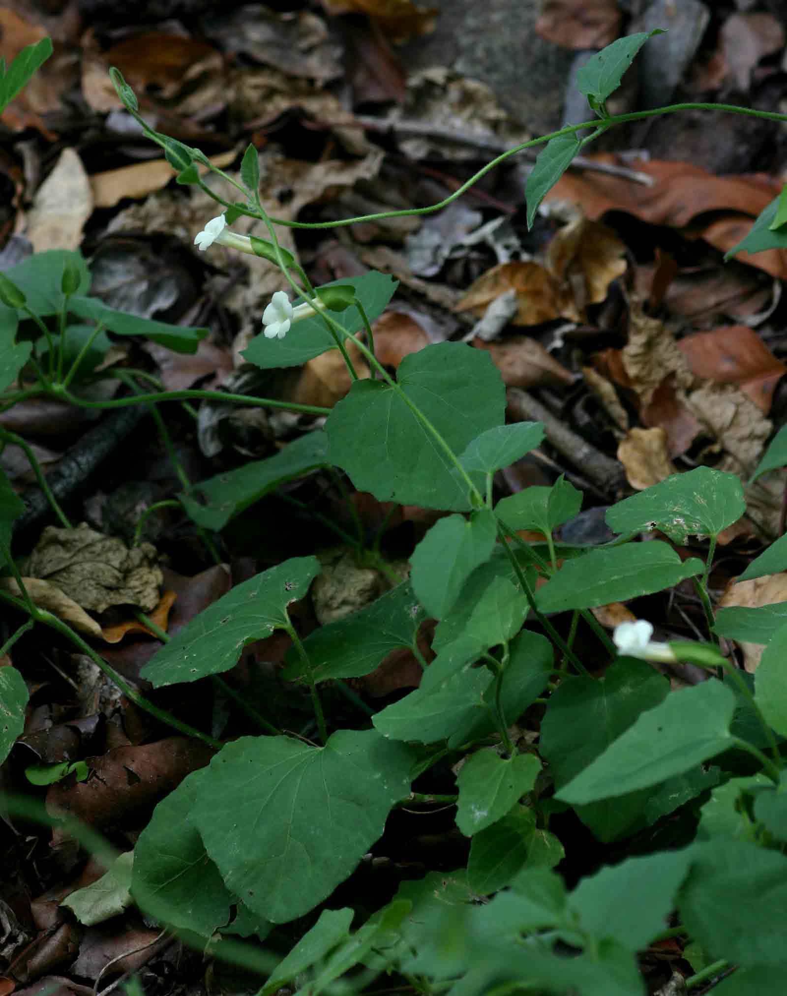Thunbergia dregeana