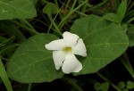 Thunbergia dregeana