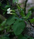 Thunbergia dregeana