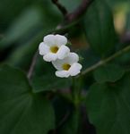 Thunbergia dregeana