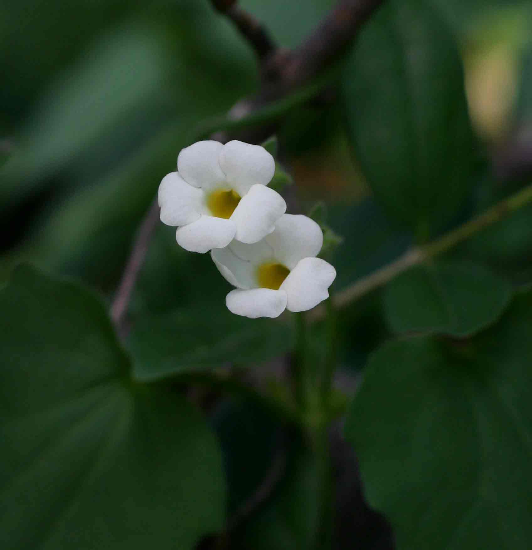 Thunbergia dregeana