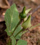 Thunbergia dregeana