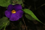 Thunbergia petersiana