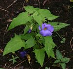 Thunbergia petersiana