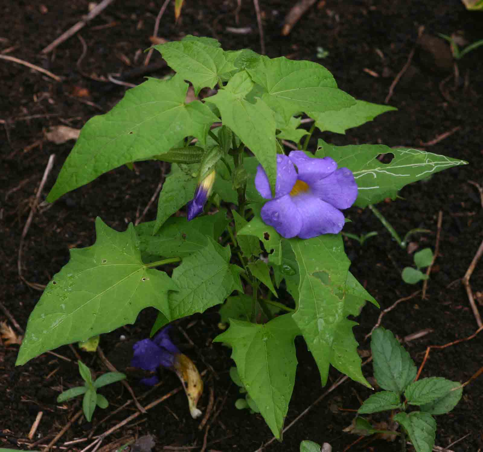 Thunbergia petersiana