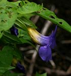 Thunbergia petersiana
