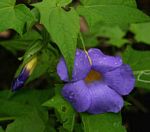 Thunbergia petersiana