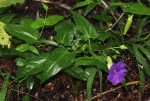 Thunbergia petersiana