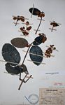 Pseudocalyx saccatus