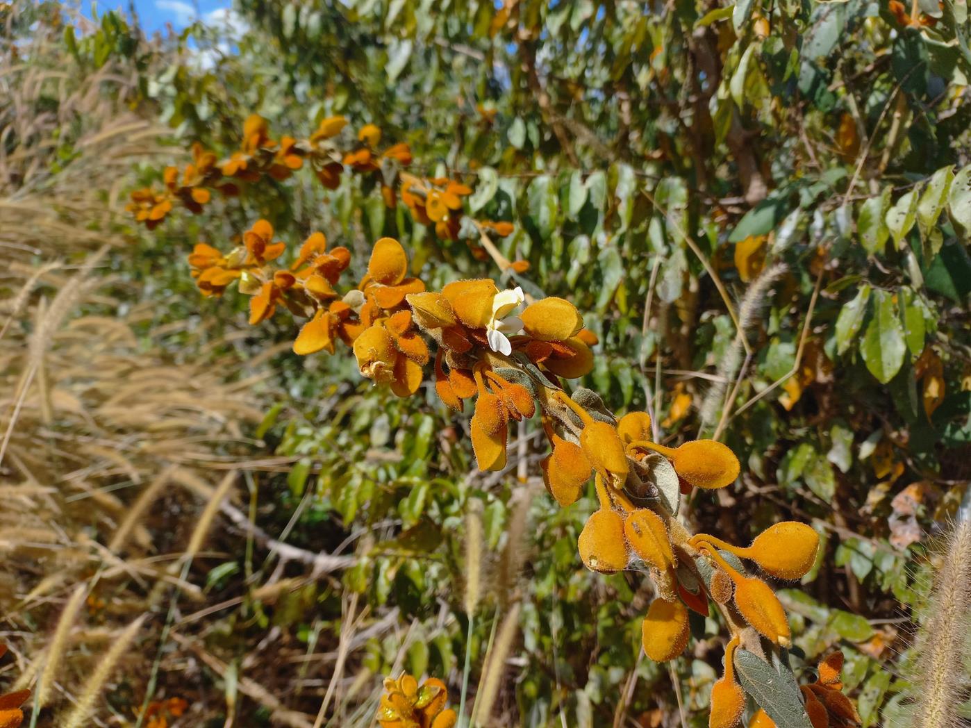 Pseudocalyx saccatus