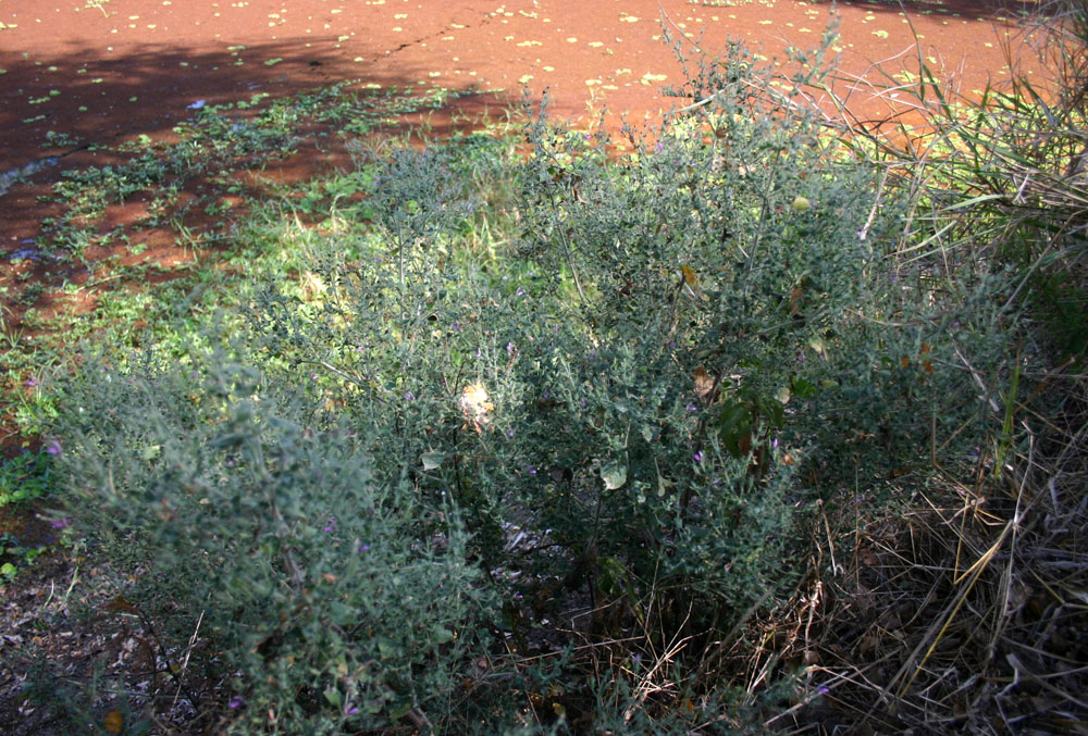 Brillantaisia pubescens