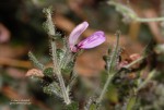 Brillantaisia pubescens