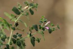 Brillantaisia pubescens