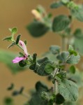 Brillantaisia pubescens