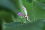 Brillantaisia pubescens