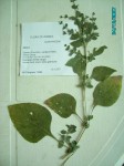 Brillantaisia pubescens