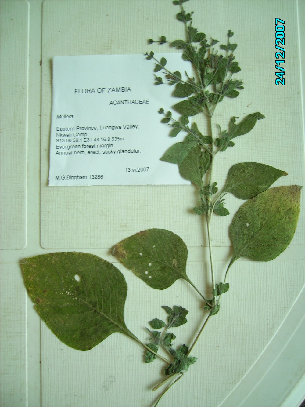Brillantaisia pubescens