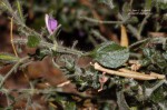 Brillantaisia pubescens
