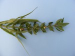 Hygrophila cataractae
