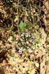 Mellera nyassana