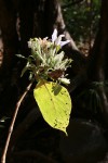 Mellera nyassana
