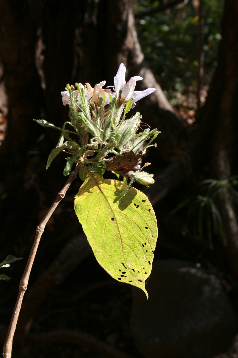 Mellera nyassana
