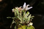 Mellera nyassana