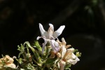 Mellera nyassana