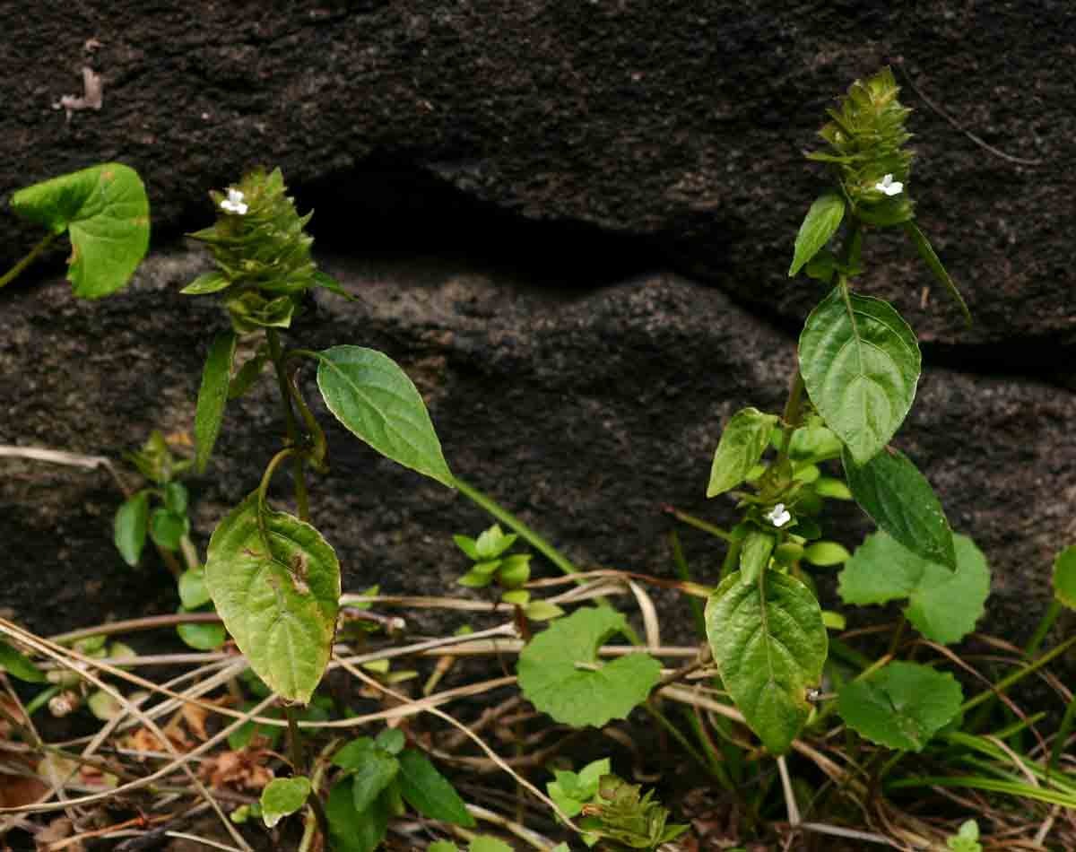 Phaulopsis imbricata subsp. imbricata