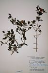 Petalidium aromaticum