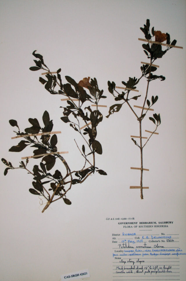Petalidium aromaticum