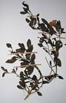 Petalidium aromaticum