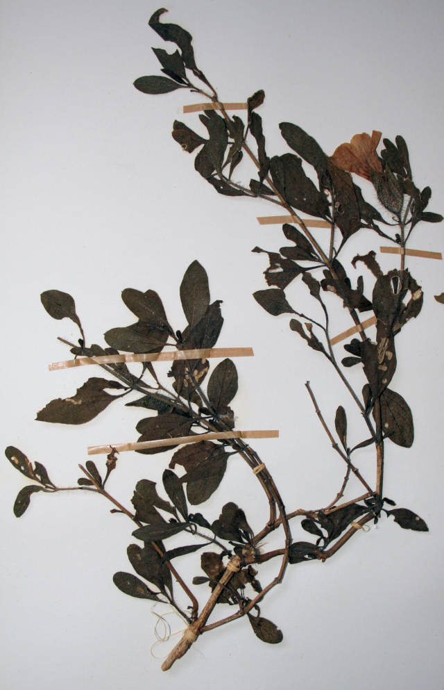 Petalidium aromaticum