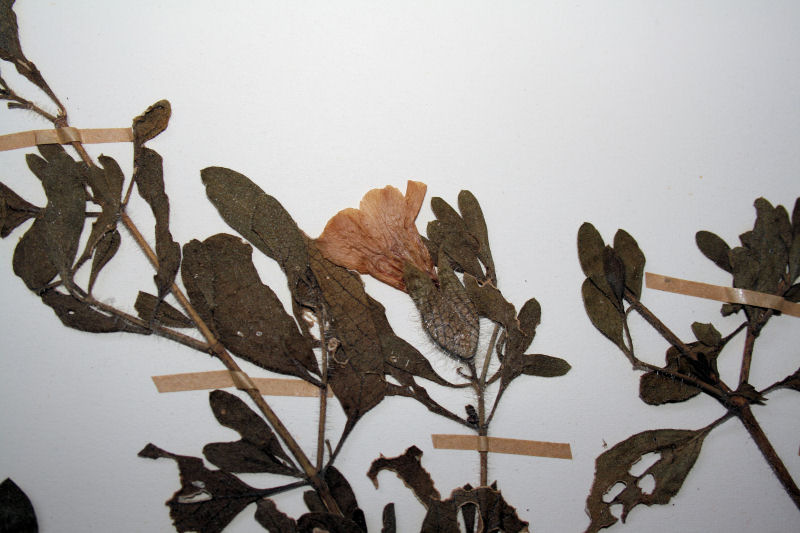 Petalidium aromaticum