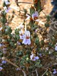 Duosperma quadrangulare