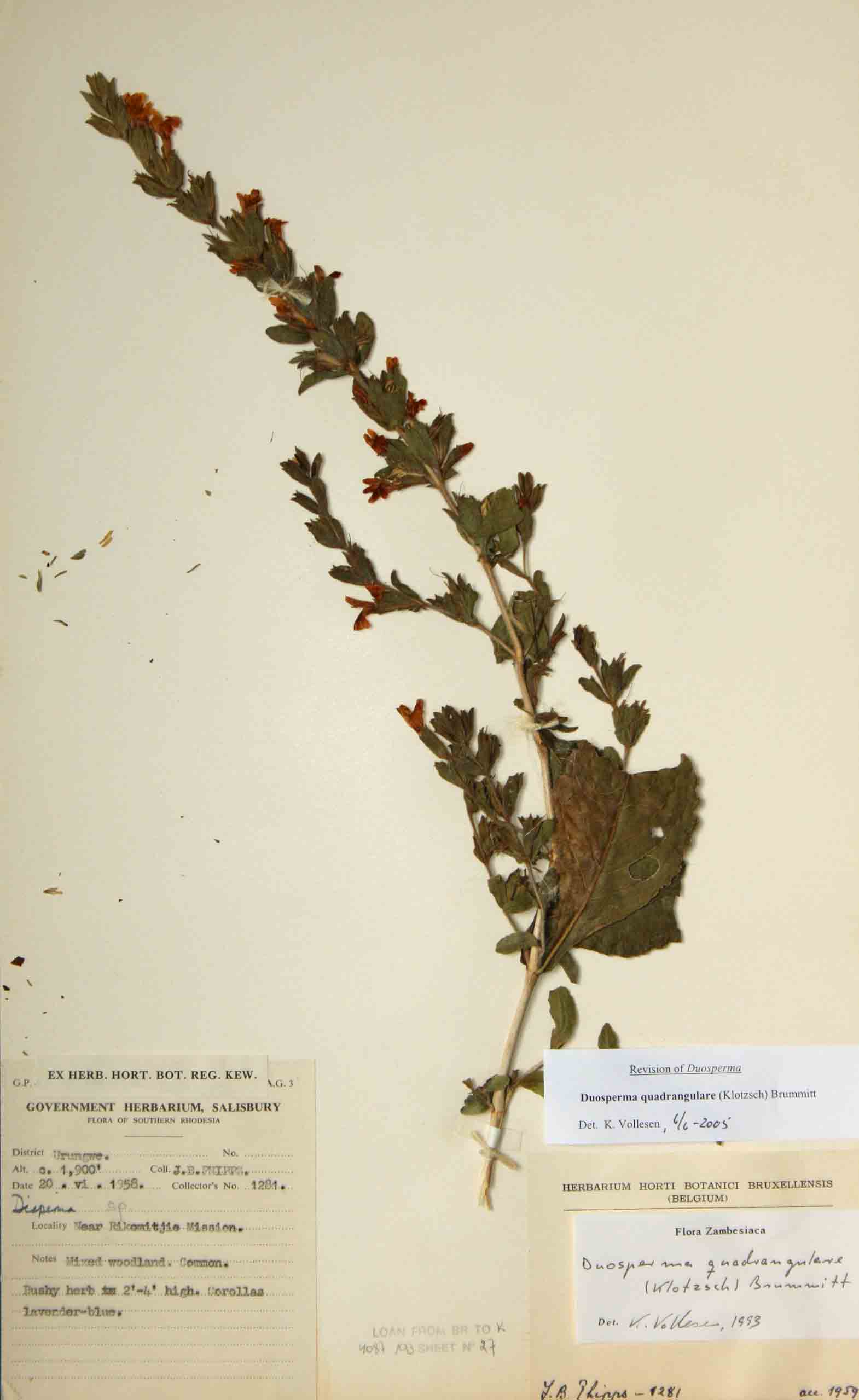 Duosperma quadrangulare