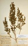 Duosperma quadrangulare
