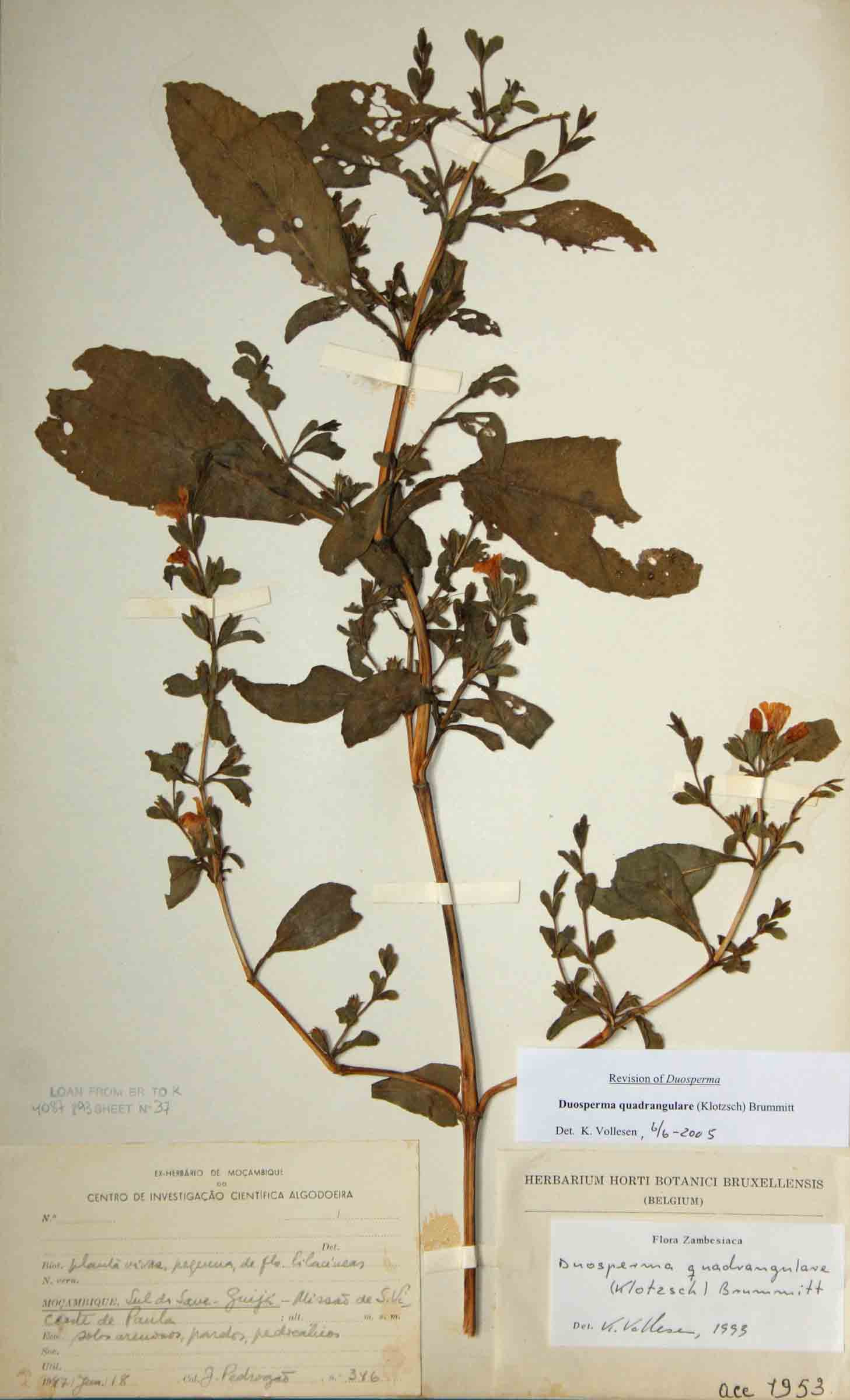 Duosperma quadrangulare