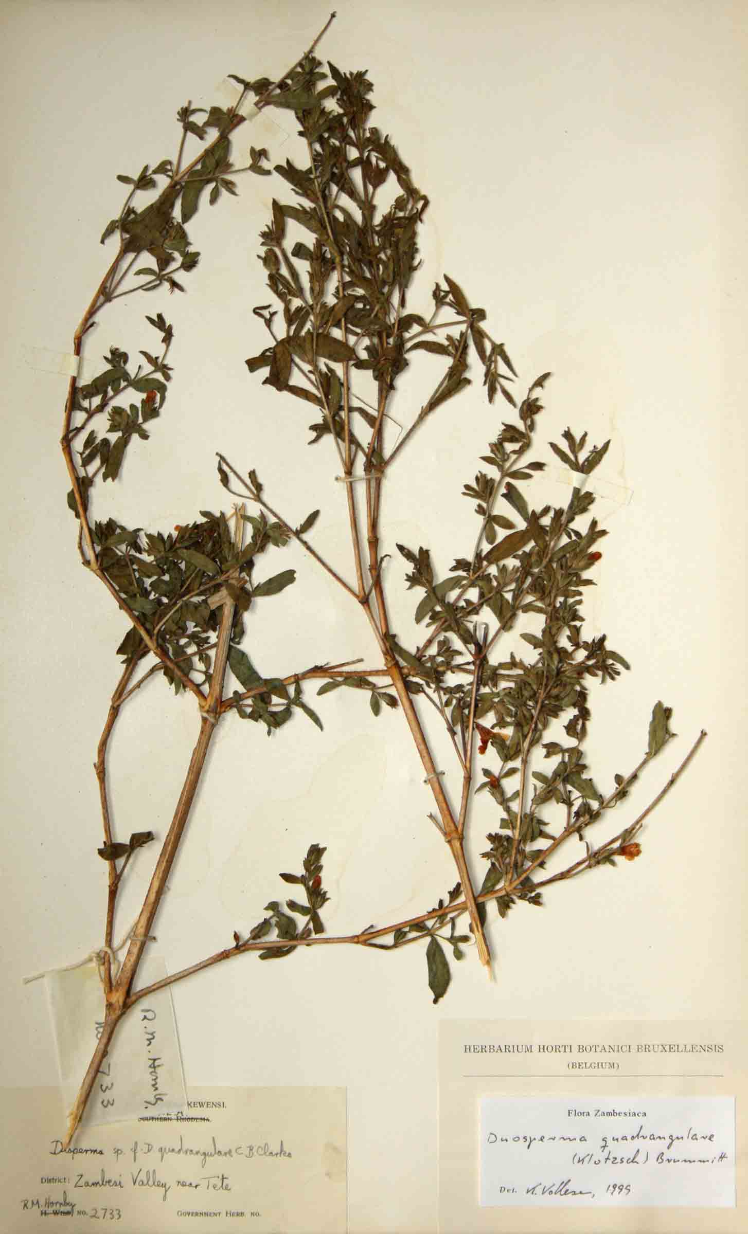 Duosperma quadrangulare