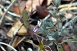 Duosperma quadrangulare