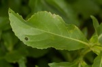 Duosperma quadrangulare