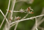 Duosperma quadrangulare
