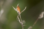 Duosperma quadrangulare