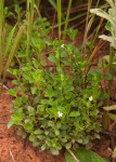 Chaetacanthus setiger