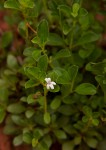 Chaetacanthus setiger