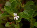 Chaetacanthus setiger